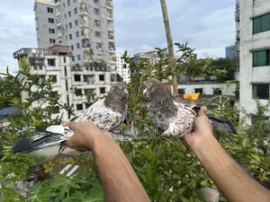মিলিটারি কবুতরের জোড়া