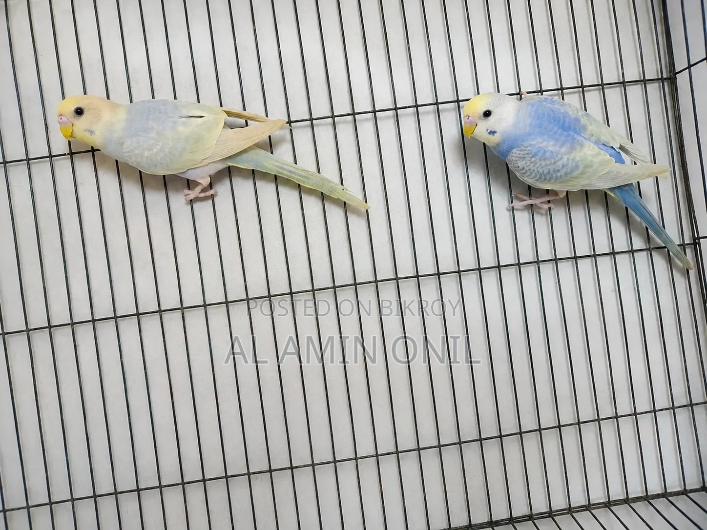 Rainbow Budgerigar