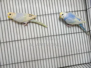 Rainbow Budgerigar