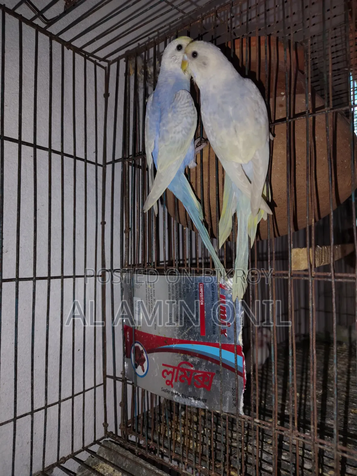 Rainbow Budgerigar