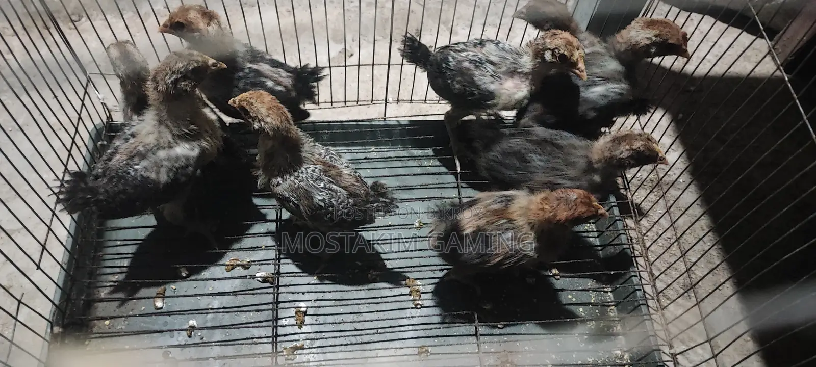 ফাউমি মুরগির বাচ্চা।