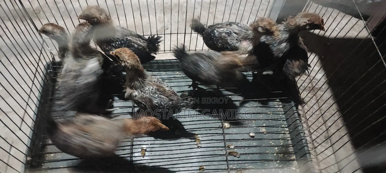 ফাউমি মুরগির বাচ্চা।