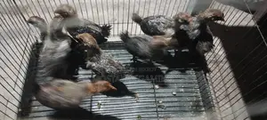 ফাউমি মুরগির বাচ্চা।