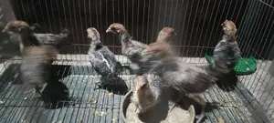 ফাউমি মুরগির বাচ্চা।