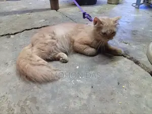 3-6 Months Male Purebred Persian