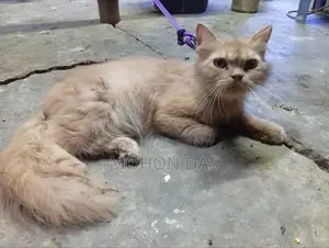 3-6 Months Male Purebred Persian