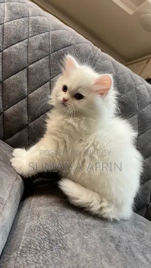 1-3 Months Male Purebred Persian