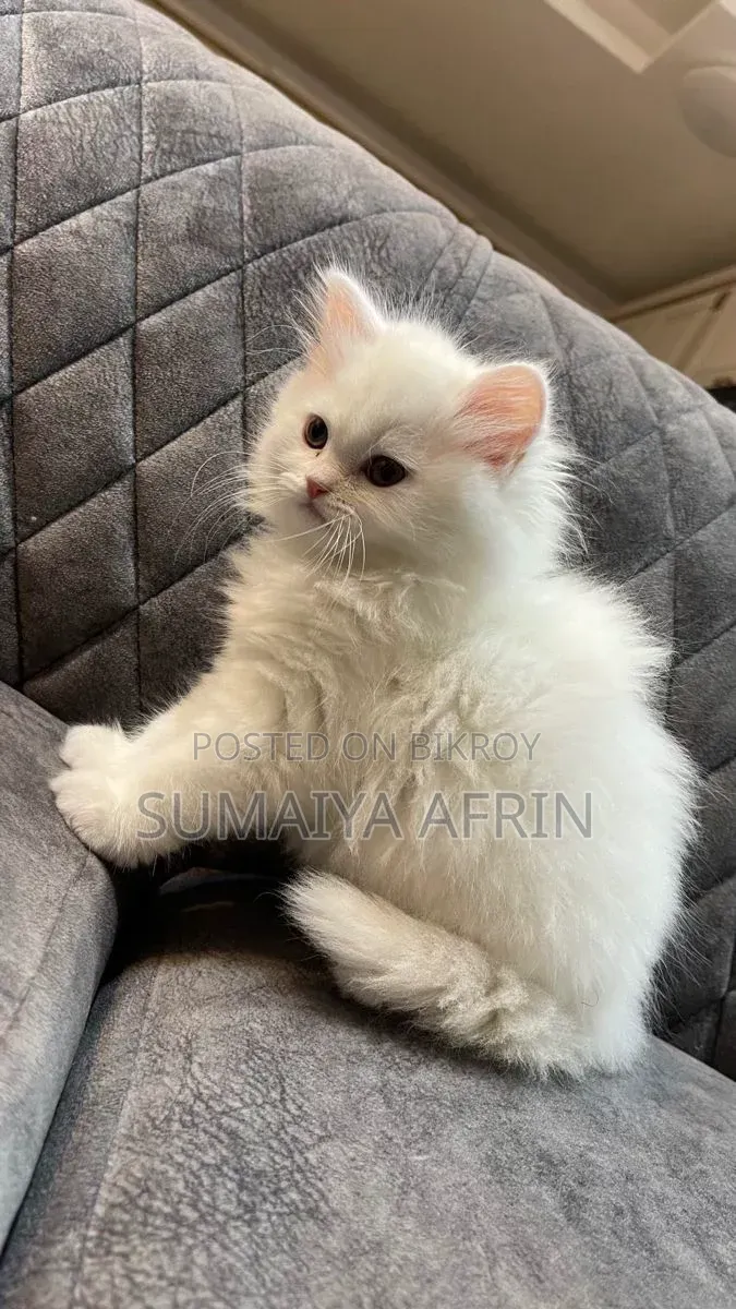 1-3 Months Male Purebred Persian