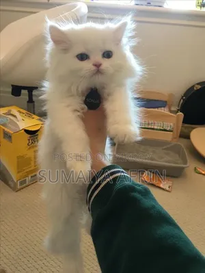 1-3 Months Male Purebred Persian