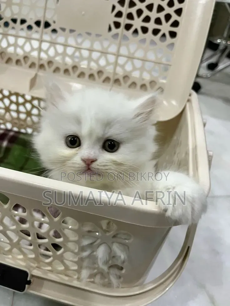 1-3 Months Male Purebred Persian