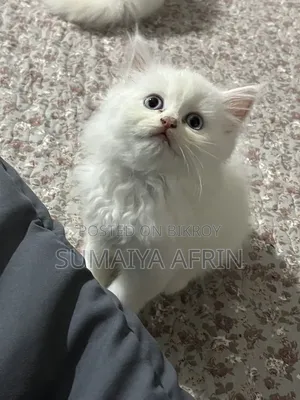 1-3 Months Male Purebred Persian