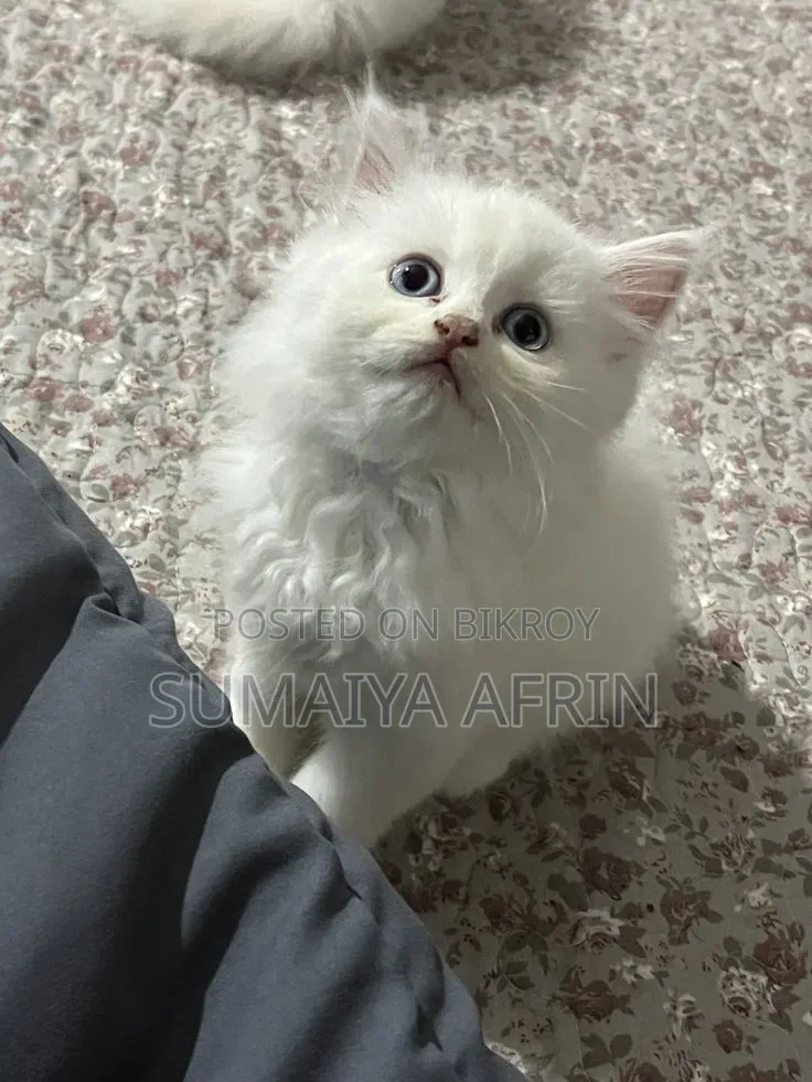 1-3 Months Male Purebred Persian