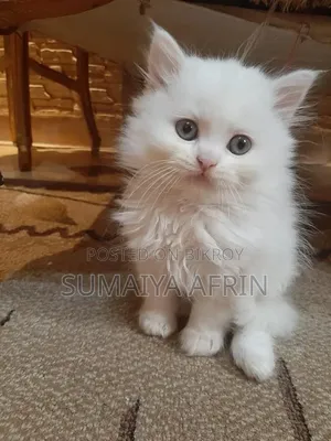 1-3 Months Male Purebred Persian
