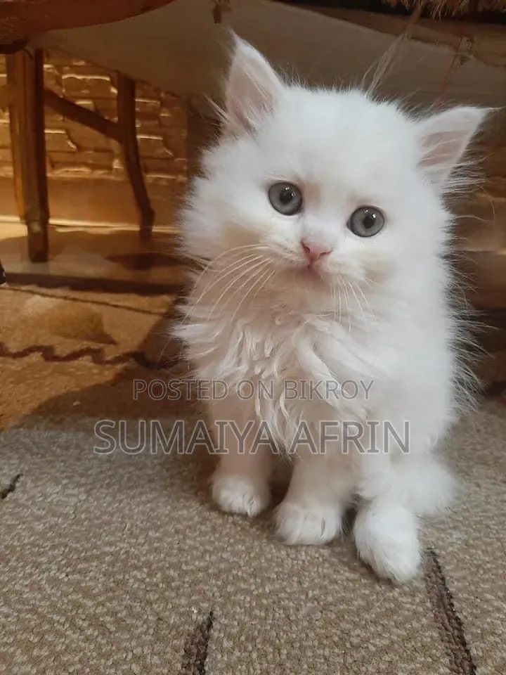 1-3 Months Male Purebred Persian