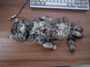 1-3 Months Female Purebred Persian