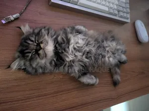 1-3 Months Female Purebred Persian