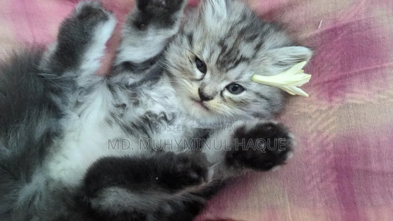 1-3 Months Female Purebred Persian