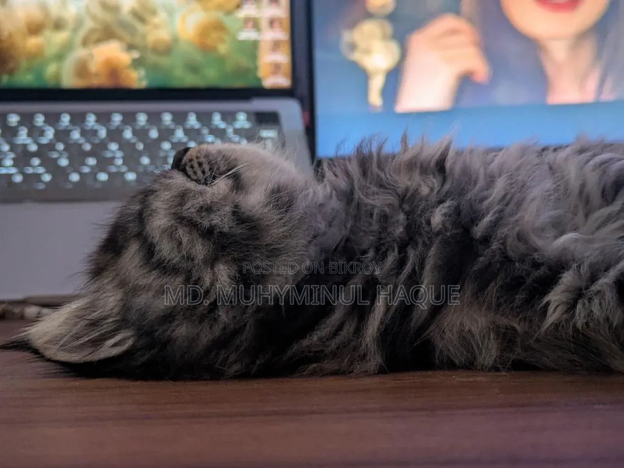 1-3 Months Female Purebred Persian