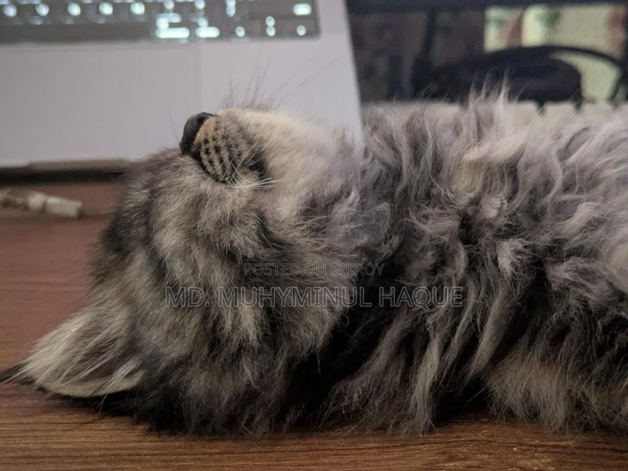 1-3 Months Female Purebred Persian