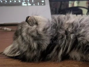 1-3 Months Female Purebred Persian