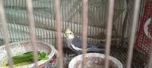 ককাটেল রানিং পেয়ার