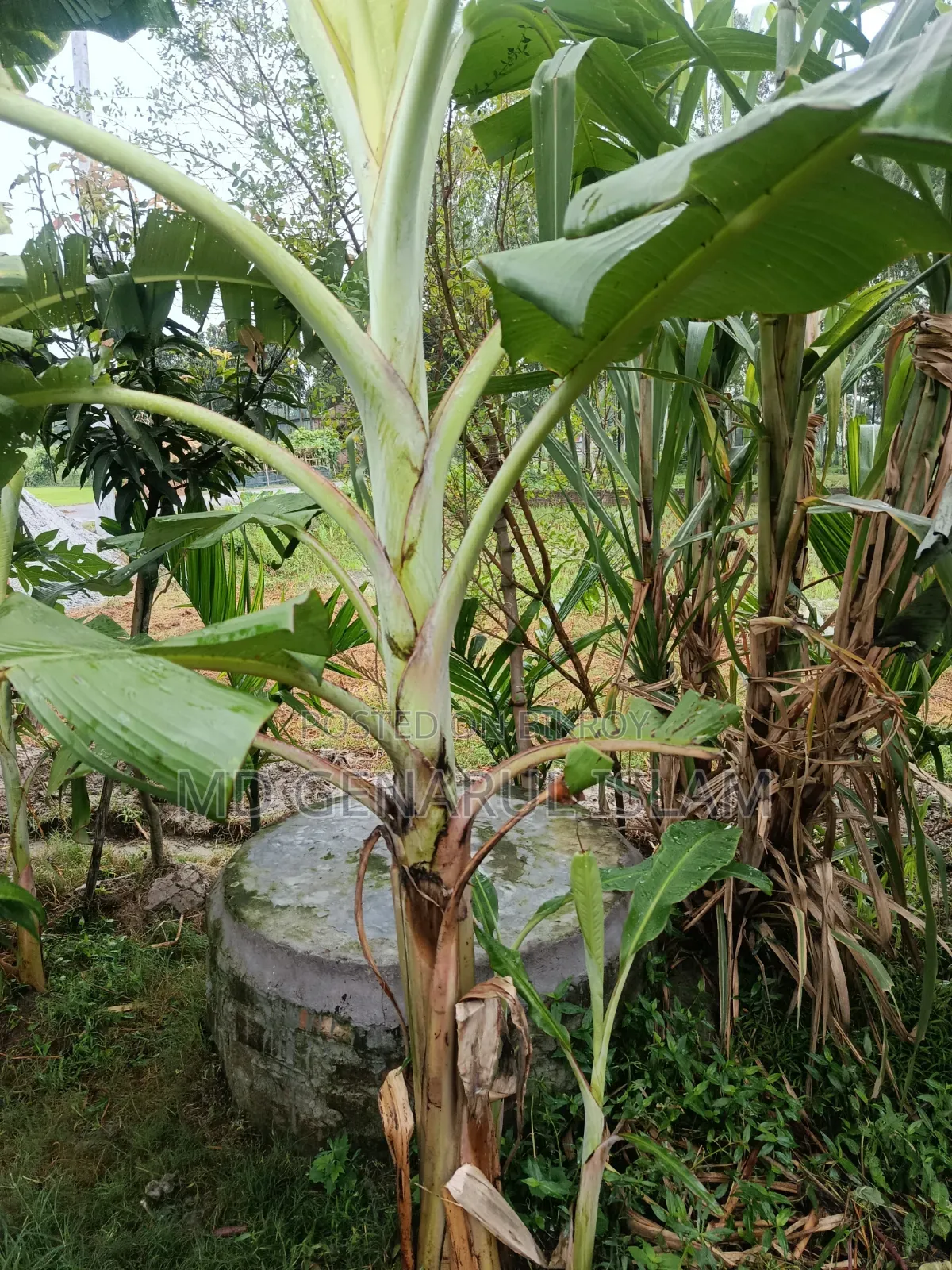 Malbhog Banana Saplings