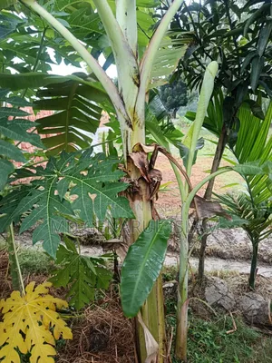 Malbhog Banana Saplings