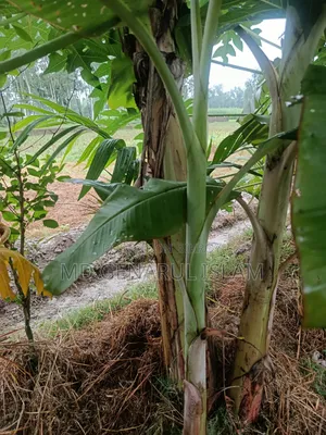 Malbhog Banana Saplings