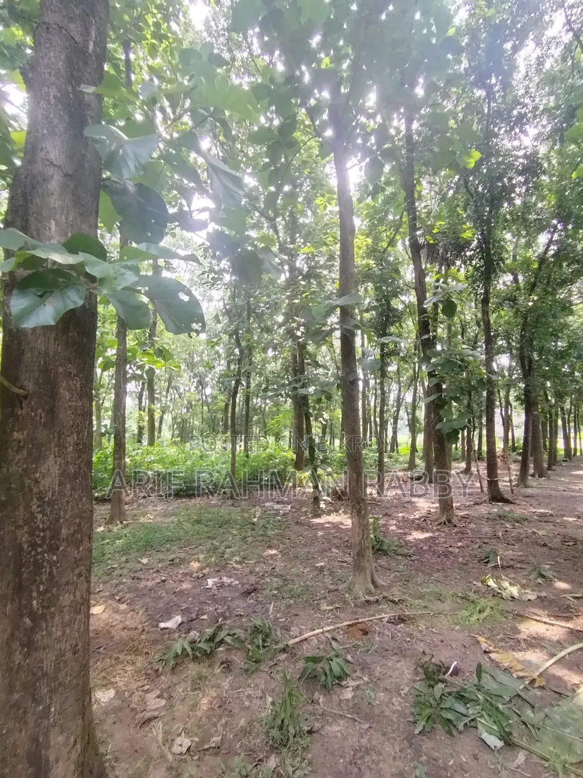 350 Decimal Land for Urgent Sale