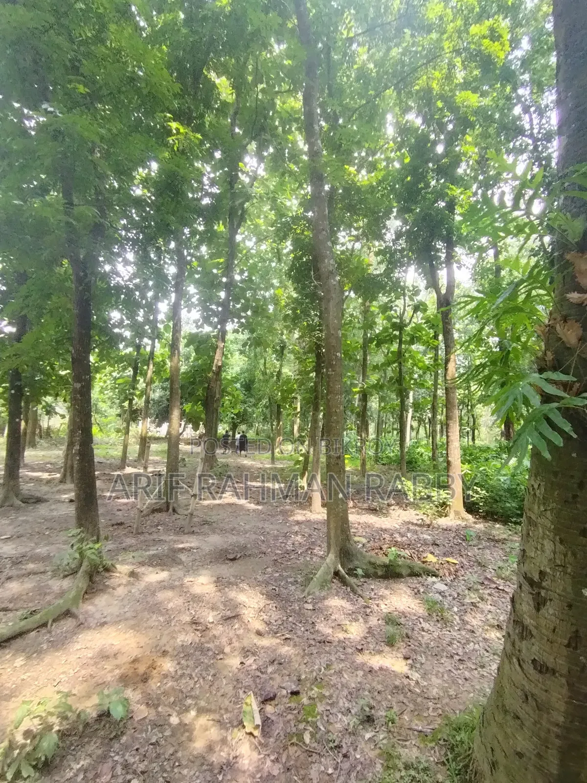 350 Decimal Land for Urgent Sale