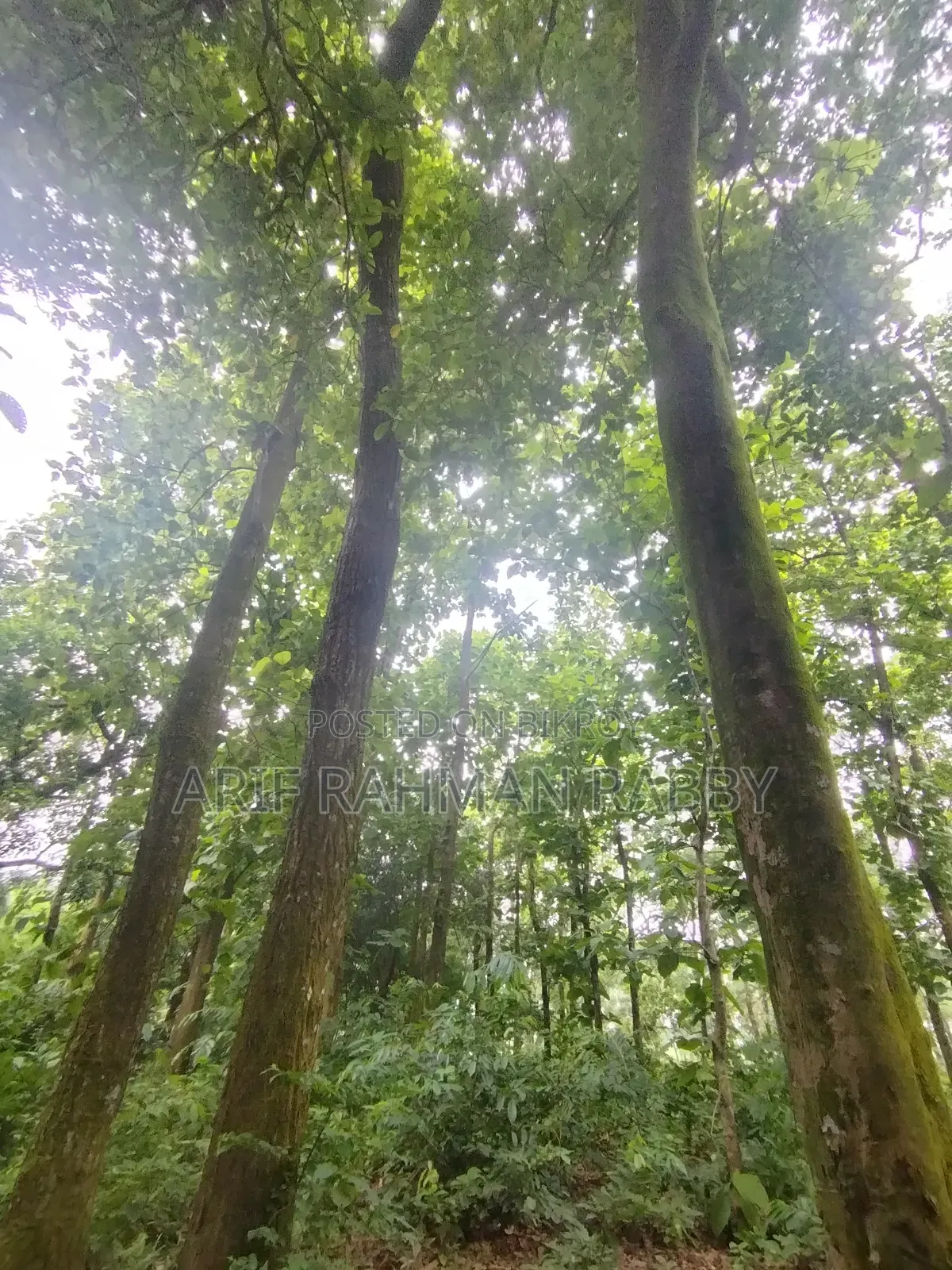 350 Decimal Land for Urgent Sale