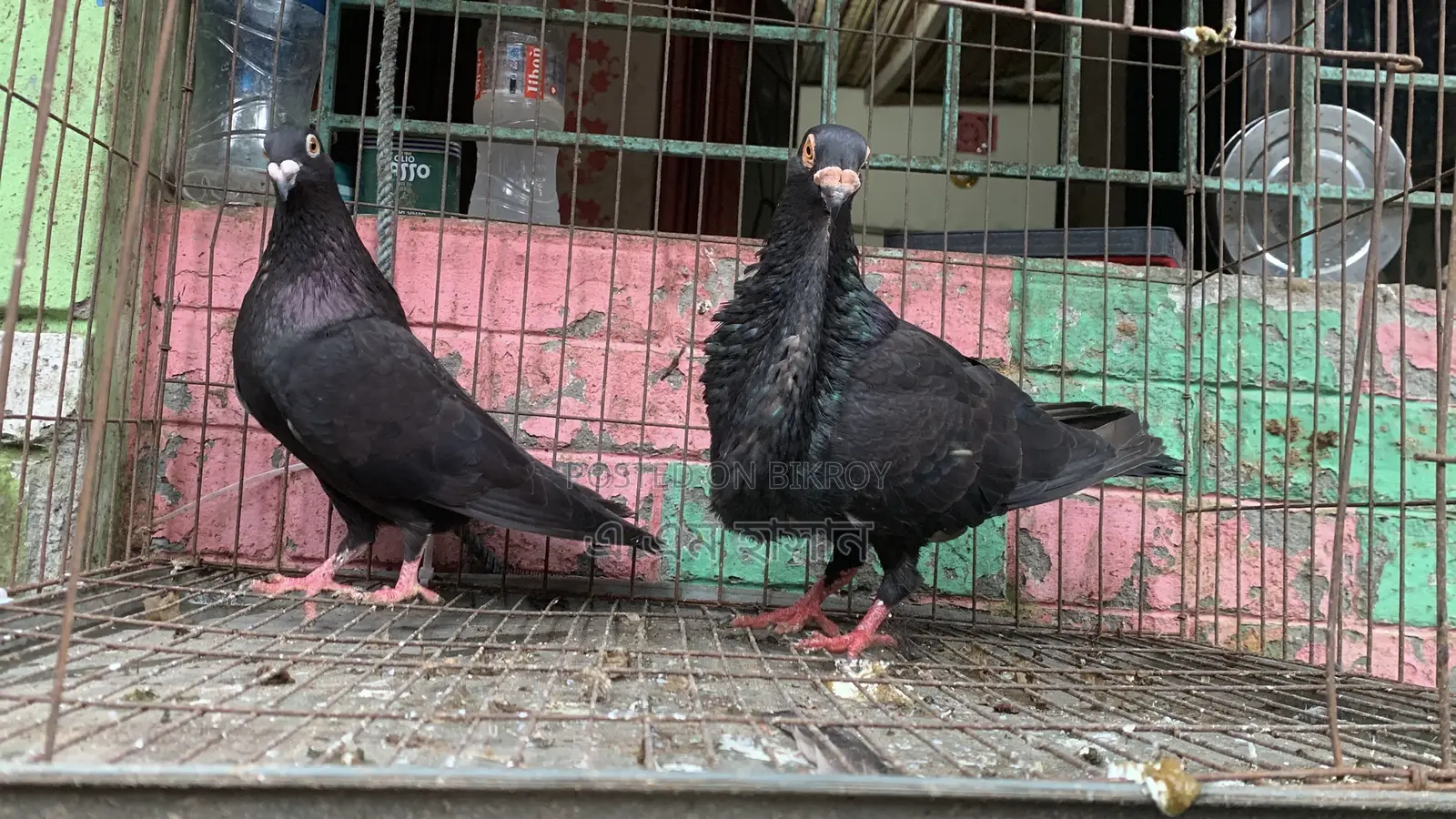 Spanish Pouter Pigeon