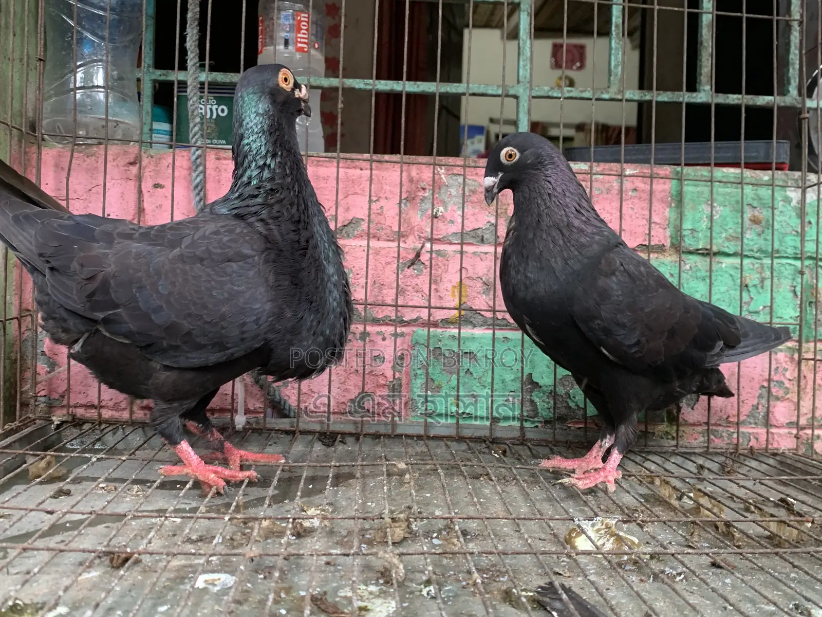 Spanish Pouter Pigeon