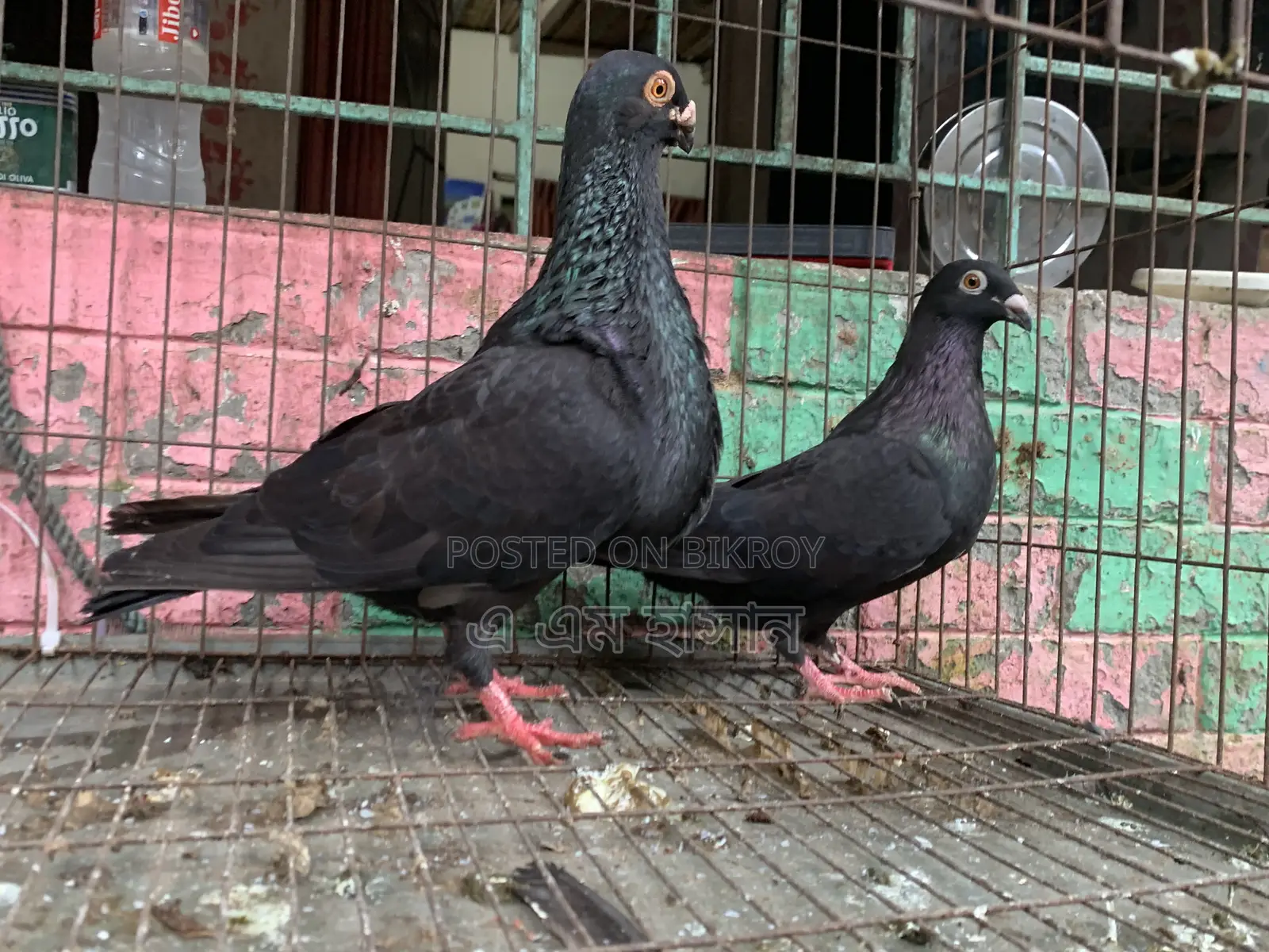 Spanish Pouter Pigeon