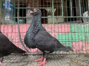 স্পেনিশ পোটার কবুতর