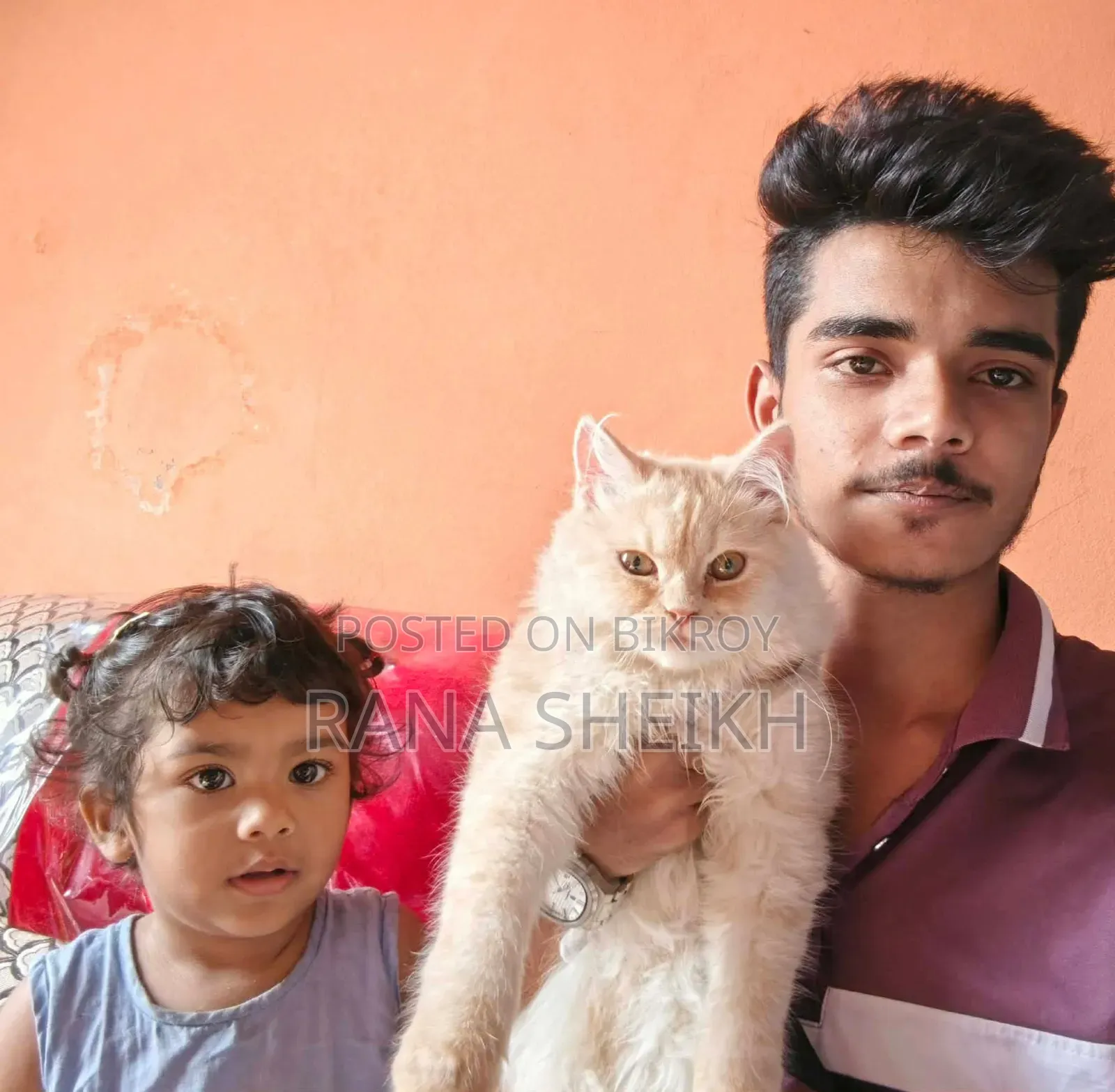6-12 Months Male Purebred Persian