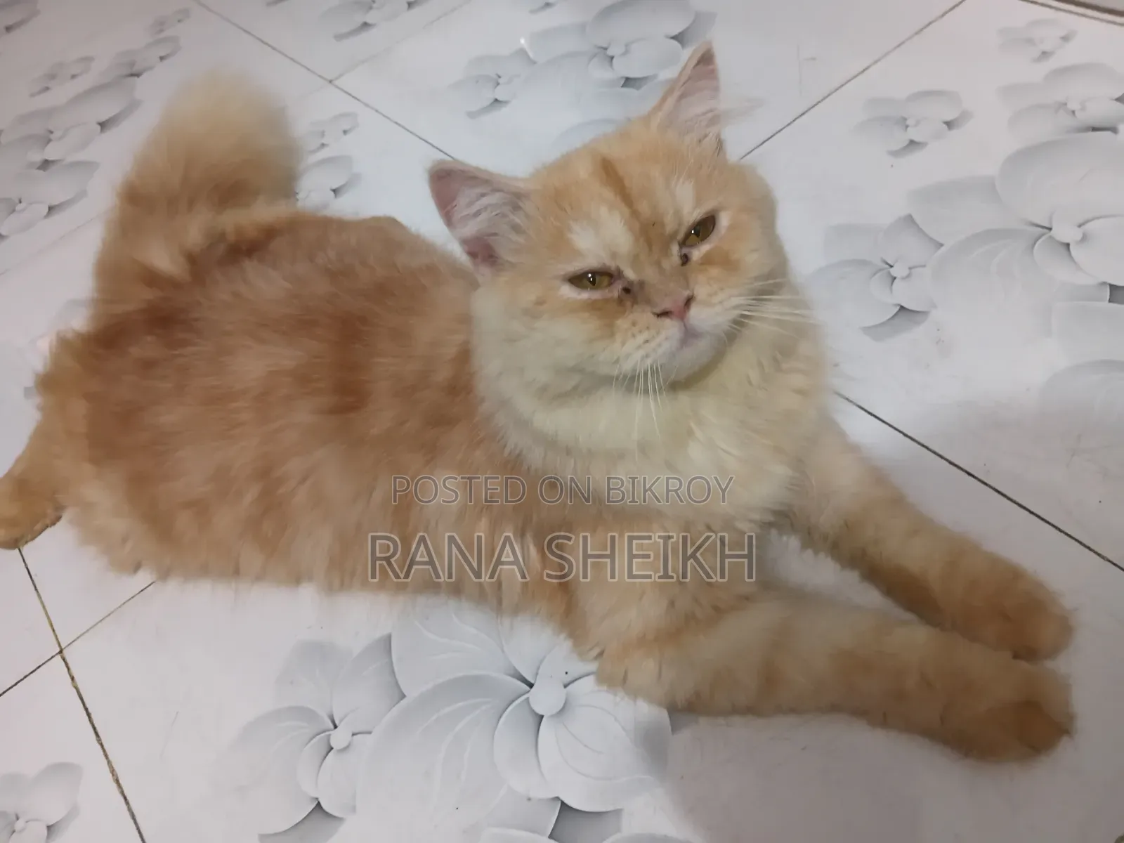 6-12 Months Male Purebred Persian