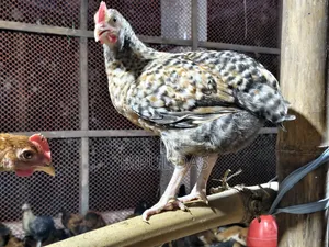 ২ মাস বয়সি মুরগি