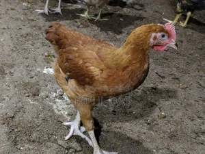 ২ মাস বয়সি মুরগি