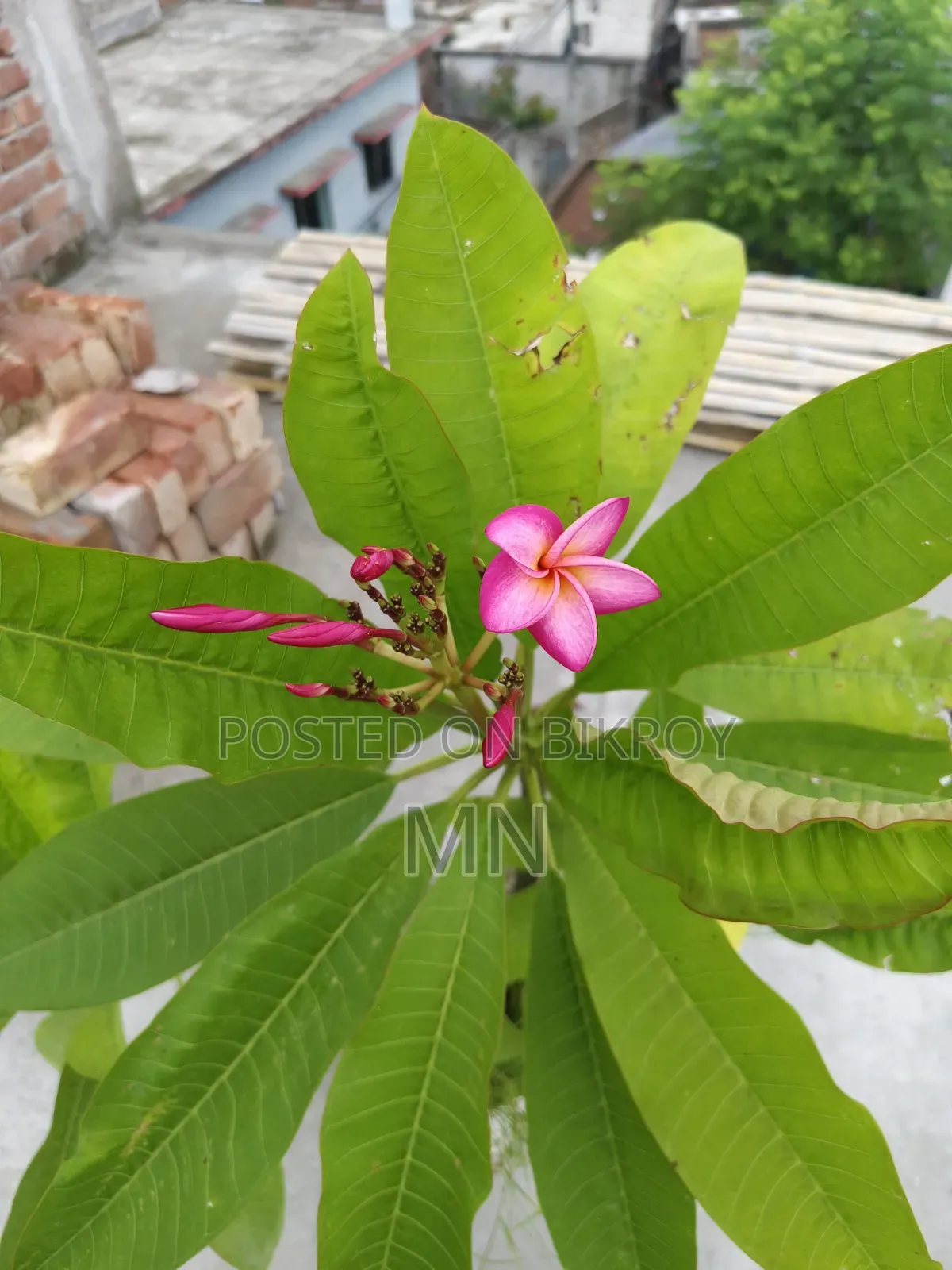 Plumeria Tree