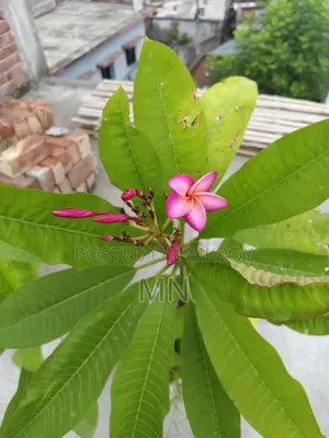 কাঠগোলাপের গাছ