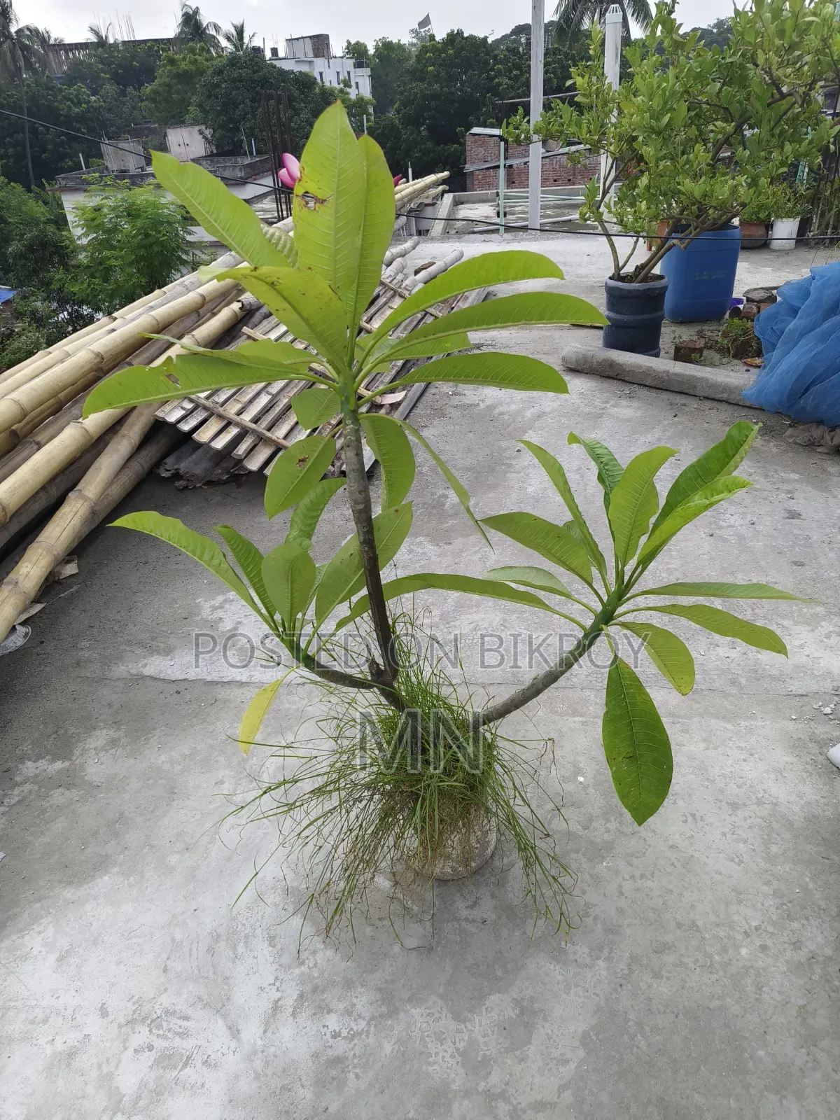 Plumeria Tree