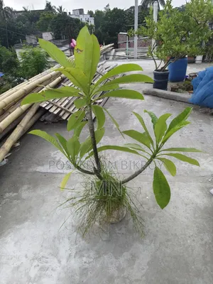 Plumeria Tree
