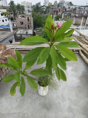 Plumeria Tree