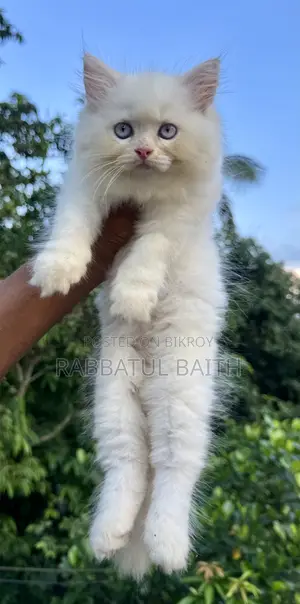 1-3 Months Male Purebred Persian