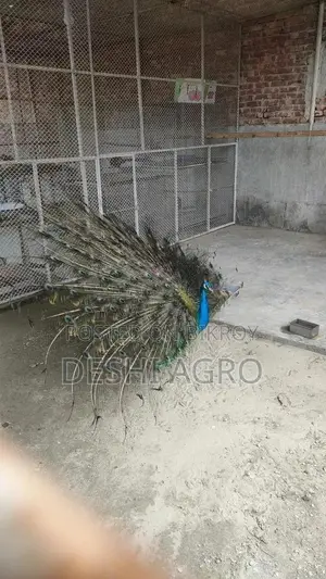 ব্লু পিকক সব বয়সের পাওয়া যায়