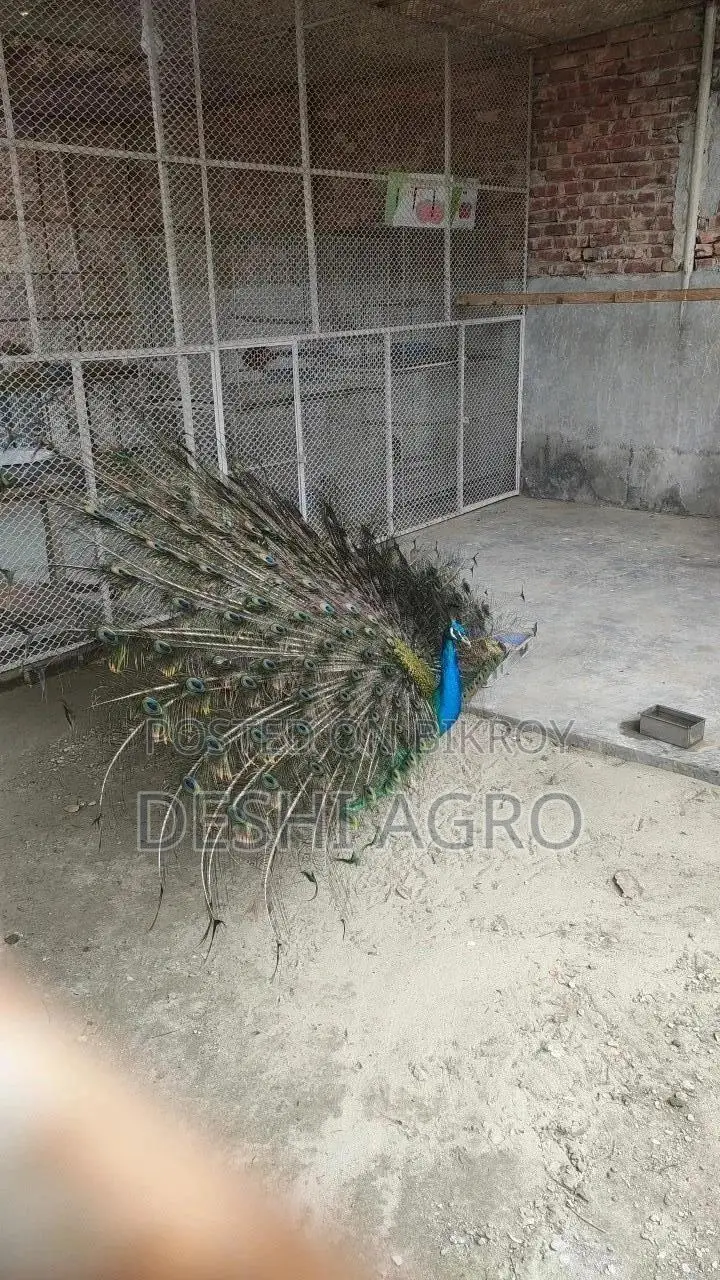 ব্লু পিকক সব বয়সের পাওয়া যায়