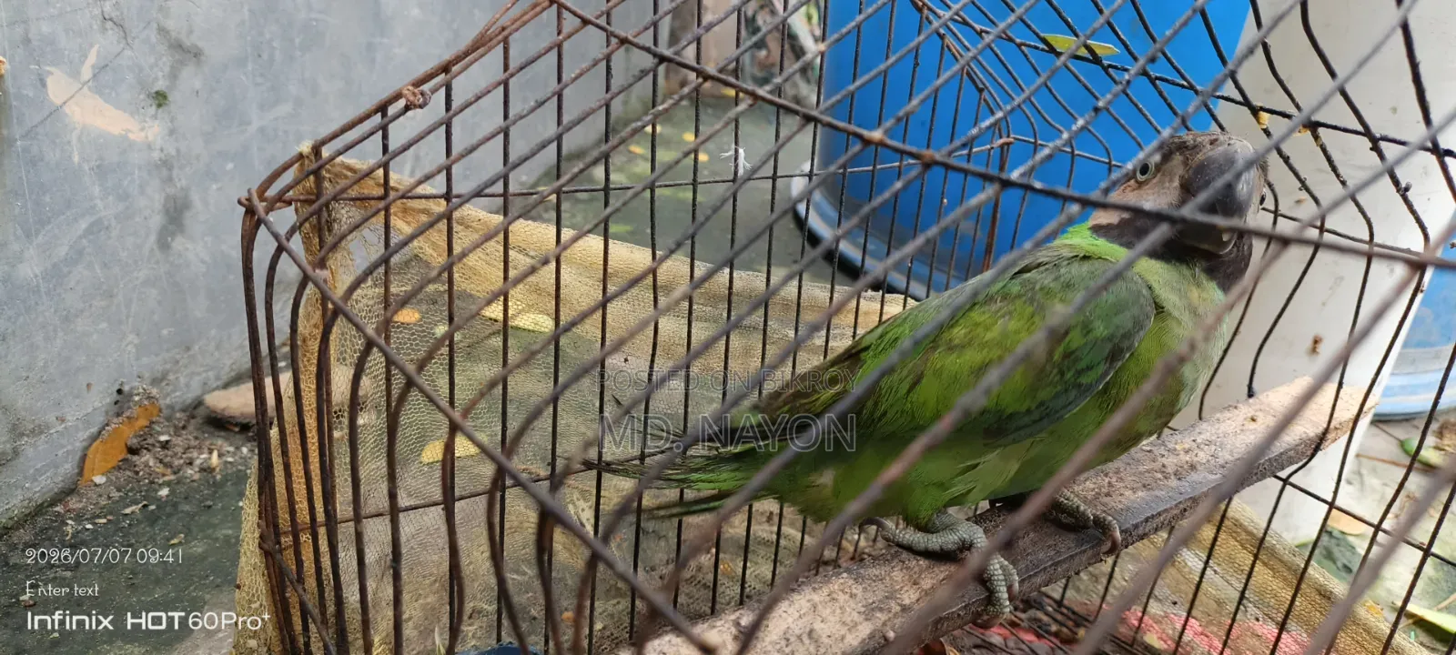 এই পাখিটাকে বিক্রি করে দেবো খুব ভালো পাখি