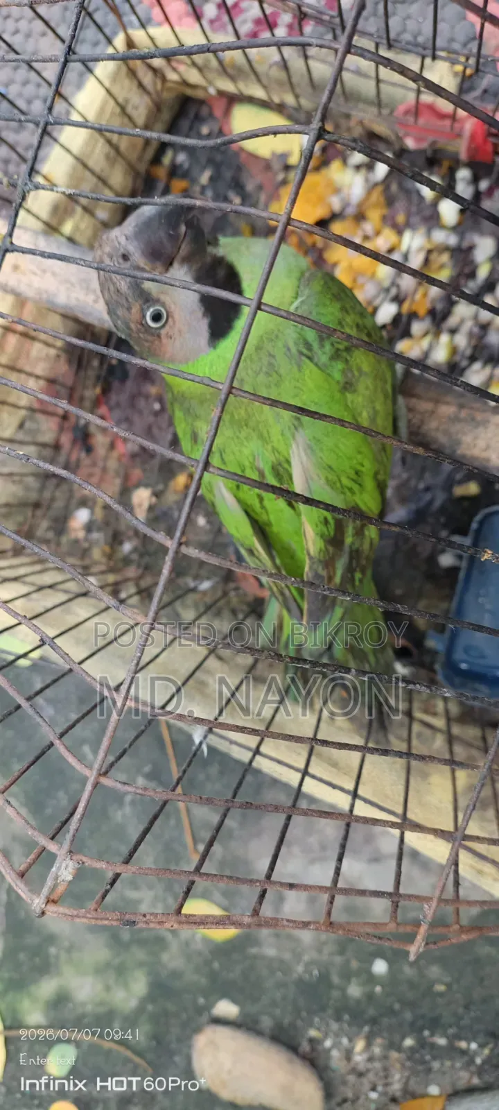 এই পাখিটাকে বিক্রি করে দেবো খুব ভালো পাখি