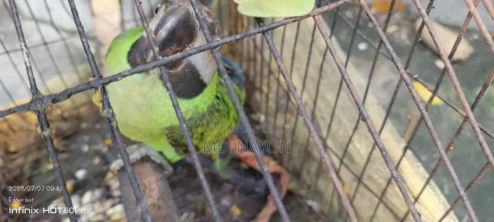 এই পাখিটাকে বিক্রি করে দেবো খুব ভালো পাখি